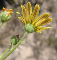 Osteospermum polygaloides