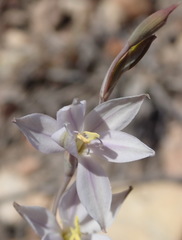 Gladiolus stellatus