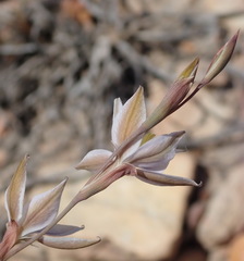 Gladiolus stellatus