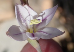 Gladiolus stellatus