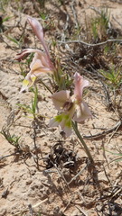 Gladiolus virescens