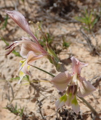 Gladiolus virescens