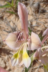 Gladiolus virescens
