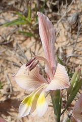 Gladiolus virescens
