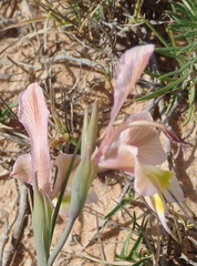 Gladiolus virescens