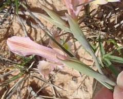 Gladiolus virescens