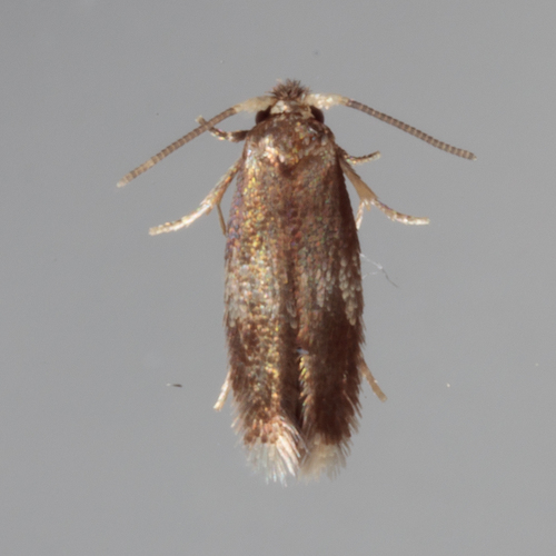 Stigmella nigriverticella photo 3