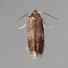 Stigmella nigriverticella