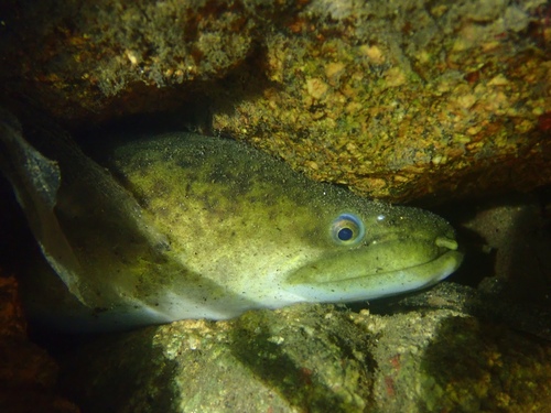 Marbled Eel
