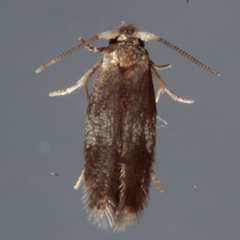 Stigmella nigriverticella