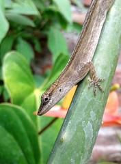 Anolis wellbornae