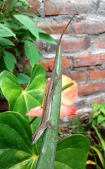 Anolis wellbornae