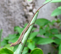 Anolis wellbornae
