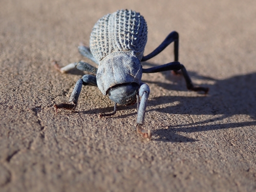 Desert Ironclad Beetle photo 5