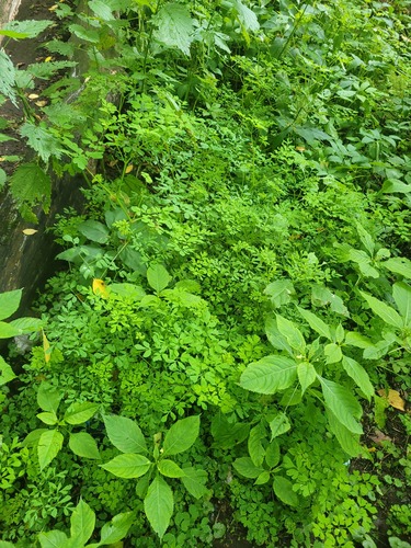 Corydalis ochotensis, photograph 4
