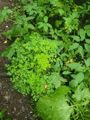 Corydalis ochotensis, photograph Dmitriy Bochkov, CC BY, iNaturalist via GBIF