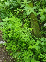 Corydalis ochotensis, photograph Dmitriy Bochkov, CC BY, iNaturalist via GBIF