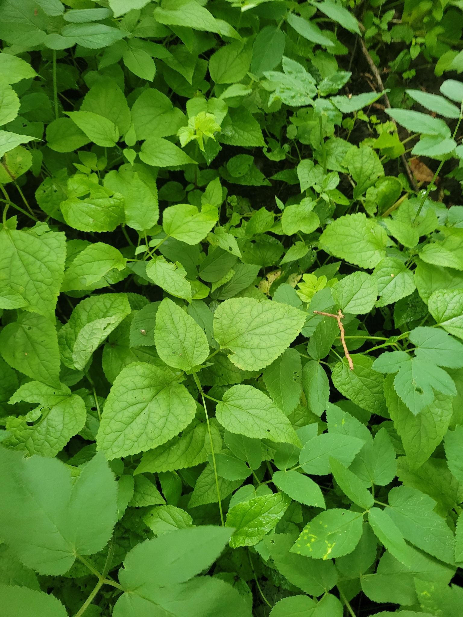 Forest Poppy (Hylomecon vernalis)
