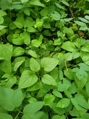 Hylomecon vernalis, photograph (c) Dmitriy Bochkov, some rights reserved (CC BY)