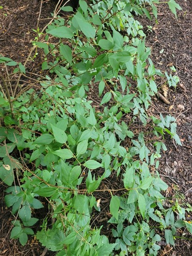 Philadelphus coronarius