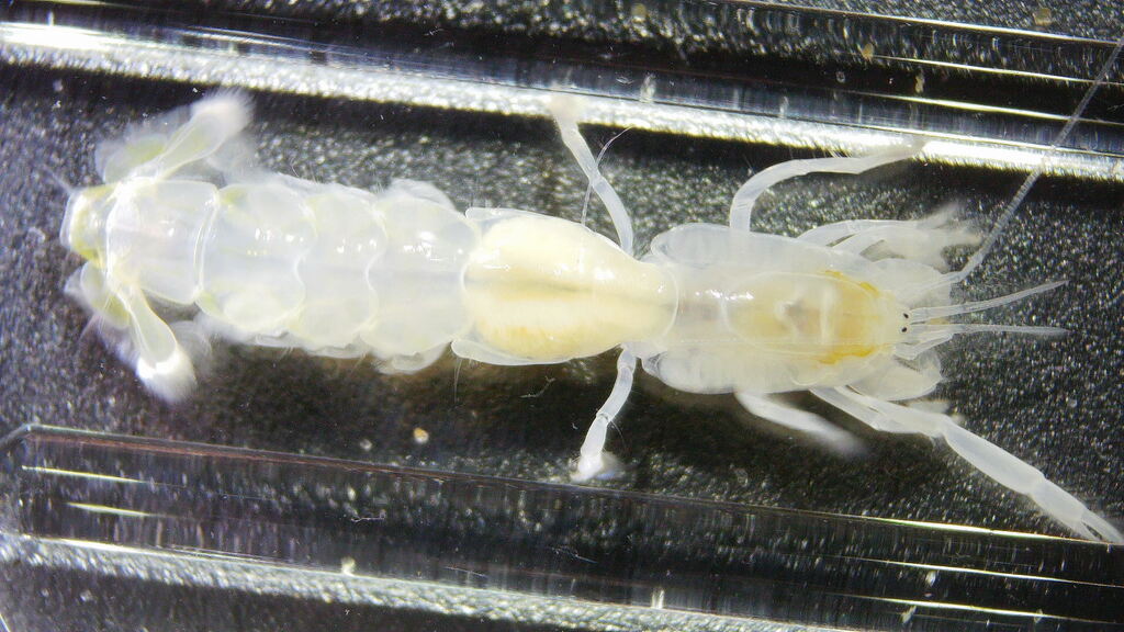 Biform Ghost Shrimp