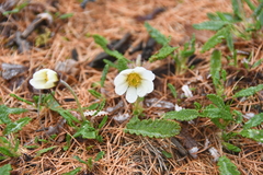 Dryas grandis