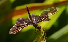 Rhyothemis princeps