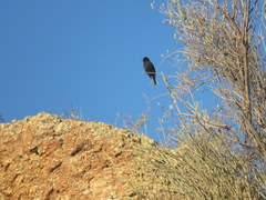 Knipolegus aterrimus