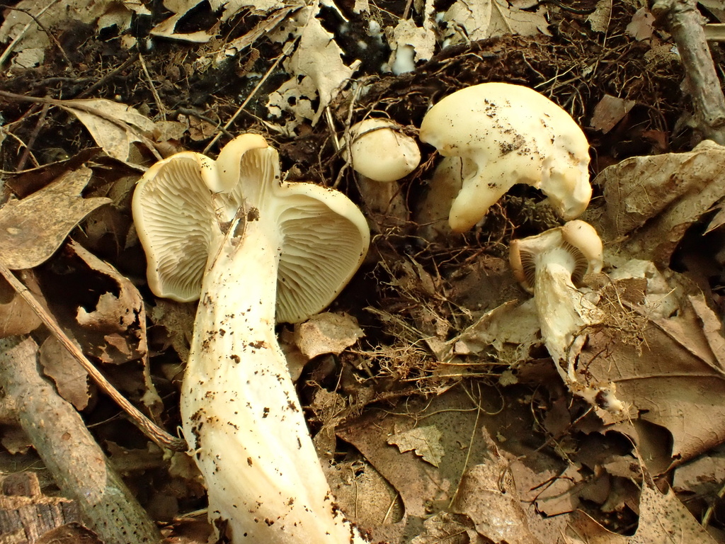Gerhardtia piperata