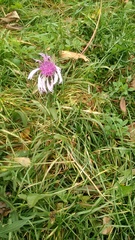 Centaurea jacea