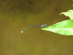 Acanthagrion