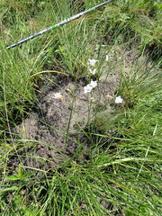 Wahlenbergia pallidiflora