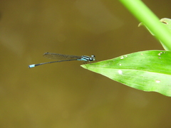 Acanthagrion
