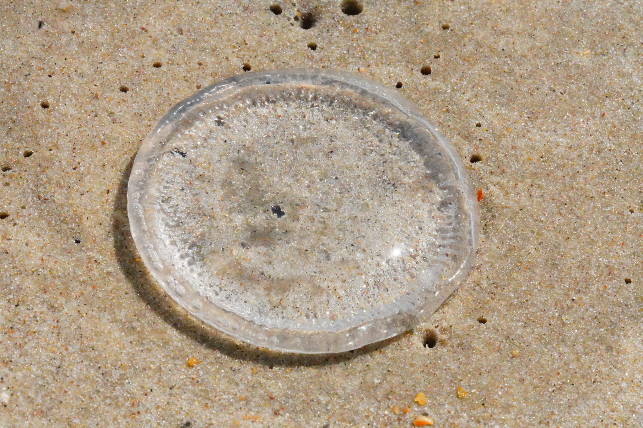 Rhacostoma atlanticum L.Agassiz, 1851