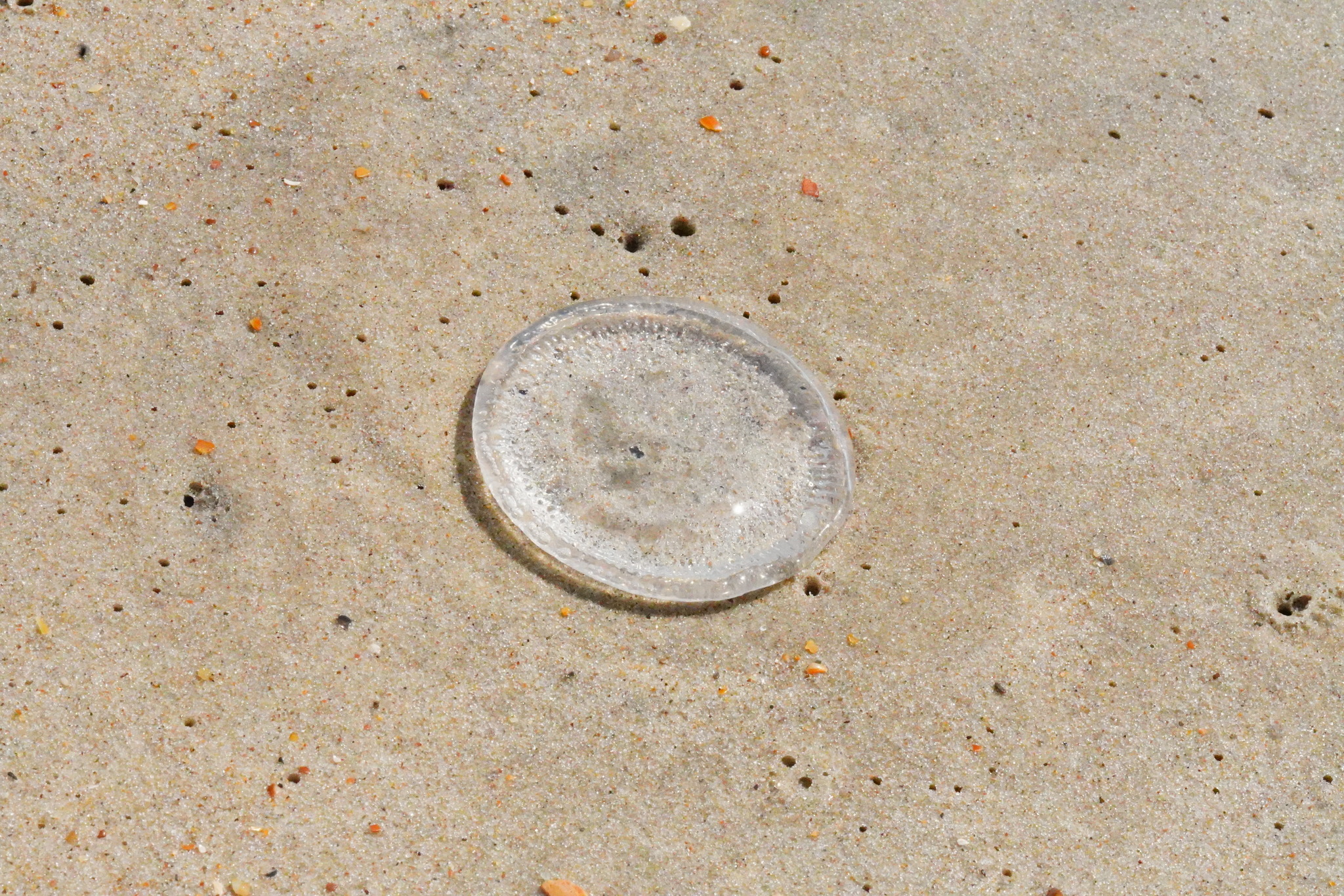 Rhacostoma atlanticum L.Agassiz, 1851
