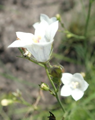 Wahlenbergia pallidiflora