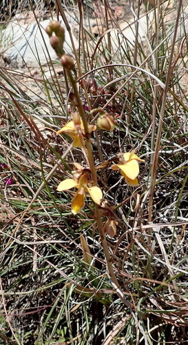 Image of Eulophia tuberculata by (c) Nicola van Berkel, some rights reserved (CC BY-SA)