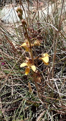 Eulophia tuberculata