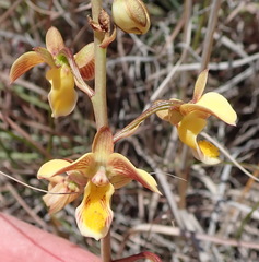 Eulophia tuberculata