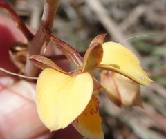 Eulophia tuberculata
