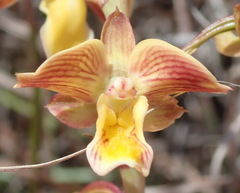 Eulophia tuberculata