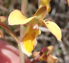 Eulophia tuberculata