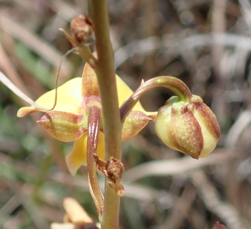 Image of Eulophia tuberculata by (c) Nicola van Berkel, some rights reserved (CC BY-SA)