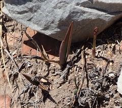 Eulophia tuberculata