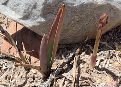 Eulophia tuberculata