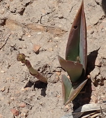 Eulophia tuberculata