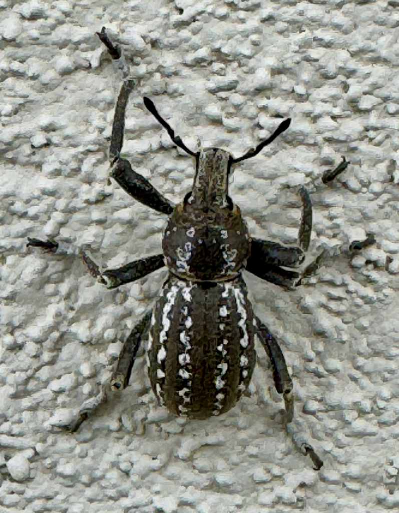 White-striped Chocolate Ophryastes