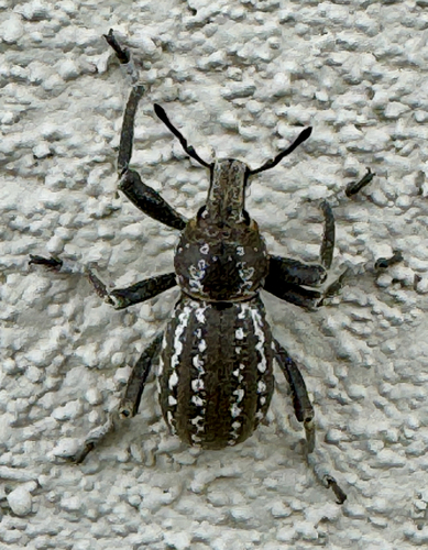 White-striped Chocolate Ophryastes