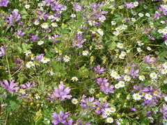 Matricaria