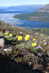 Geum glaciale